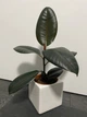 Фикус робуста или каучуконосный h45 cm - изображение 1