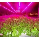 Светодиодная фитолента, фитолампа, LED FITO GreenHouse 5м влагозащитная IP65 - изображение 4