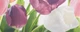 Плитка настенная ATEM Ялта 2 Tulip розовая 20х50 см 1,7 м.кв. (11544085) - изображение 2