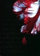The Twilight Saga Journals. Boxed Set (комплект з 4 записних книжок) - зображення 4