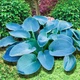 Хоста Buckshaw Blue Белый, бежевый, кремовый Florium (301166) - изображение 1