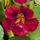 Настурція Блек Вельвет Червоний Насіння Florium (726677) - зображення 1