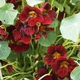 Настурція Блек Вельвет Червоний Насіння Florium (726677) - зображення 2