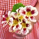Настурція Полуниця з вершками Жовтий, Червоний Насіння Florium (726680) - зображення 1