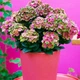 Гортензия Magical Red Amethyst Крупнолистная Синий, Розовый Florium (506135) - изображение 1