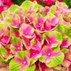 Гортензия Magical Red Amethyst Крупнолистная Синий, Розовый Florium (506135) - изображение 3