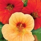 Настурція День і ніч Різнобарвний Насіння Florium (726678) - зображення 1