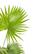 Пальма Ливистона / Livistona Palm 80-90 см - изображение 3