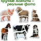 Магнитные пазлы Magdum "Ферма" ML4031-19 EN, 18 крупных магнитов - изображение 6