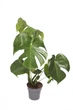 Монстера Деликатесная / Monstera Deliciosa 70-80 см - зображення 1