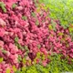 Стабилизированный мох ягель Nordic moss Цикламен 150 грамм - изображение 2