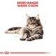 Сухий корм Royal Canin Maine Coon Adult для котів породи мейн-кун від 15 місяців до 10 кг (3182550710664) - зображення 3