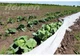Агроволокно Agreen 19 (3,2х10) Белое 001704 - изображение 2