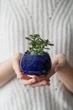 Керамічний горщик для рослин сукулентів Mini Plant маленького розміру 6,2х6,3см Круглий Круглий Синій Клеопатра - зображення 2