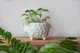 Керамический горшок для растений Mini Plant Овечка Животное белая, размер 7,5 x 8,5 см - изображение 4