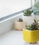 Керамический горшок для суккулентов Mini Plant маленького размера 6,4х6,5см Квадратный Яркий Желтый - изображение 1