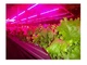 Комплект для растений Блок питания фитолента и подключка к 220В LED FITO GreenHouse 5м влагозащитная IP65 - изображение 6