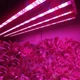 Светодиодная фитолента, фитолампа, LED FITO GreenHouse 5м влагозащитная IP65 блок питания 12В на 60Вт - изображение 4