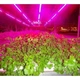 Светодиодная фитолента, фитолампа, LED FITO GreenHouse 5м влагозащитная IP65 блок питания 12В на 60Вт - изображение 6