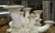Мицелий Эринги (Степная вёшенка,Королевская вёшенка, PLEUROTUS ERYNGII) зерновой упаковка 1 кг - изображение 2
