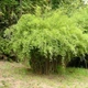 Бамбук Fargesia Nitida Creat Wall - зображення 2