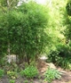 Бамбук Fargesia Nitida Creat Wall - зображення 3
