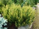 Сосна гірська Альбоспіката Домшке / Pinus mugo Albospicata Domschke C3 h 20-30 см - зображення 2