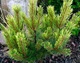 Сосна гірська Альбоспіката Домшке / Pinus mugo Albospicata Domschke C3 h 20-30 см - зображення 3