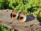 Серьги плаги WoodWork TUNNEL Round Black-White 58 мм Деревянные - изображение 7