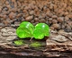 Серьги плаги WoodWork TUNNEL Round Green Foil 28 мм Деревянные - изображение 6