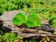 Серьги плаги WoodWork TUNNEL Round Green Foil 28 мм Деревянные - изображение 10