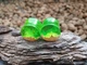 Серьги плаги WoodWork TUNNEL Round Green 26 мм Деревянные - изображение 5