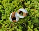 Серьги плаги WoodWork TUNNEL Round White Wood 28 мм Деревянные - изображение 5