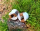 Серьги плаги WoodWork TUNNEL Round White Wood 28 мм Деревянные - изображение 8