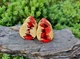 Серьги плаги WoodWork TUNNEL Drop Orange-Peel 28 мм Деревянные - изображение 9