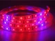 LED фитолента BauTech Для росту рослин з повним спектром (3 червоних, 1 синій) 2 м (1005-273-00) - зображення 3