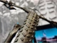 Велопокришка Continental Mountain King 29 " x2.3 Фолдинг Tubeless ProTection Skin (CO0101469) - зображення 5
