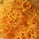 Стабилизированный мох ягель Nordic moss Желтый осенний 150 грамм - изображение 2