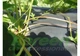 Агроволокно Agreen черное (1,07х50) для мульчирования 018956 - изображение 7