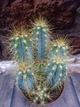 Кактус Пилозоцереус толстоветвистый Pilosocereus pachycladus - изображение 2