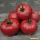 Семена томатов Kitano Seeds Кибо f1 (ks 222) f1 100 семян - изображение 2