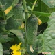 Семена огурцов Rijk Zwaan Ленара f1 250 семян - изображение 1