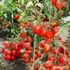 Семена томатов Lucky Seed Ариозо f1 100 семян - изображение 8