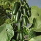 Семена огурцов Kitano Seeds Кс 1599 f1 100 семян - изображение 1