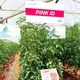 Семена томатов DRS-Seminis Пинк ид f1 (пинк айди f1, pink id f1) 500 семян - изображение 10