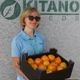 Насіння томатів Kitano Seeds Ямамото (кс 10) f1 100 насінин - зображення 5
