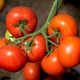 Насіння томатів Kitano Seeds Кс 21 f1 (ks 21 f1) 100 насінин - зображення 2