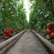 Насіння томатів Kitano Seeds Кс 21 f1 (ks 21 f1) 100 насінин - зображення 6