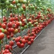 Насіння томатів Kitano Seeds Кс 21 f1 (ks 21 f1) 100 насінин - зображення 7