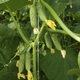Семена огурцов Lark Seeds Уникум f1 1000 семян - изображение 2